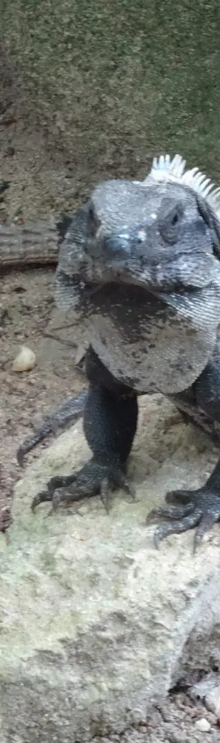 Die Bewohner von Tulum